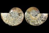 Sliced Ammonite Fossil - Crystal Chambers #114860-1